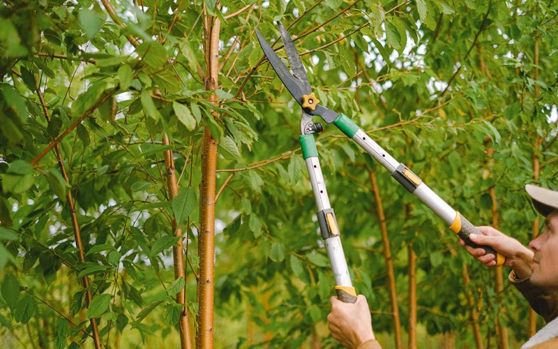 Tree trimming in Burtonsville, MD
